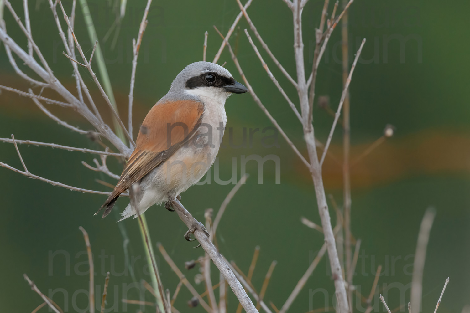 Photos of Red-backed Shrike (Lanius collurio)