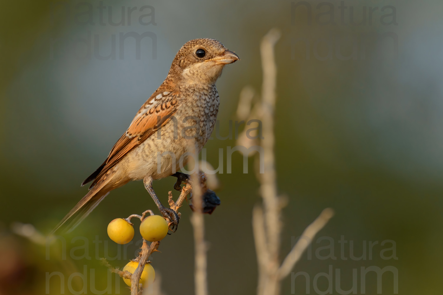 Foto di Averla piccola (Lanius collurio)