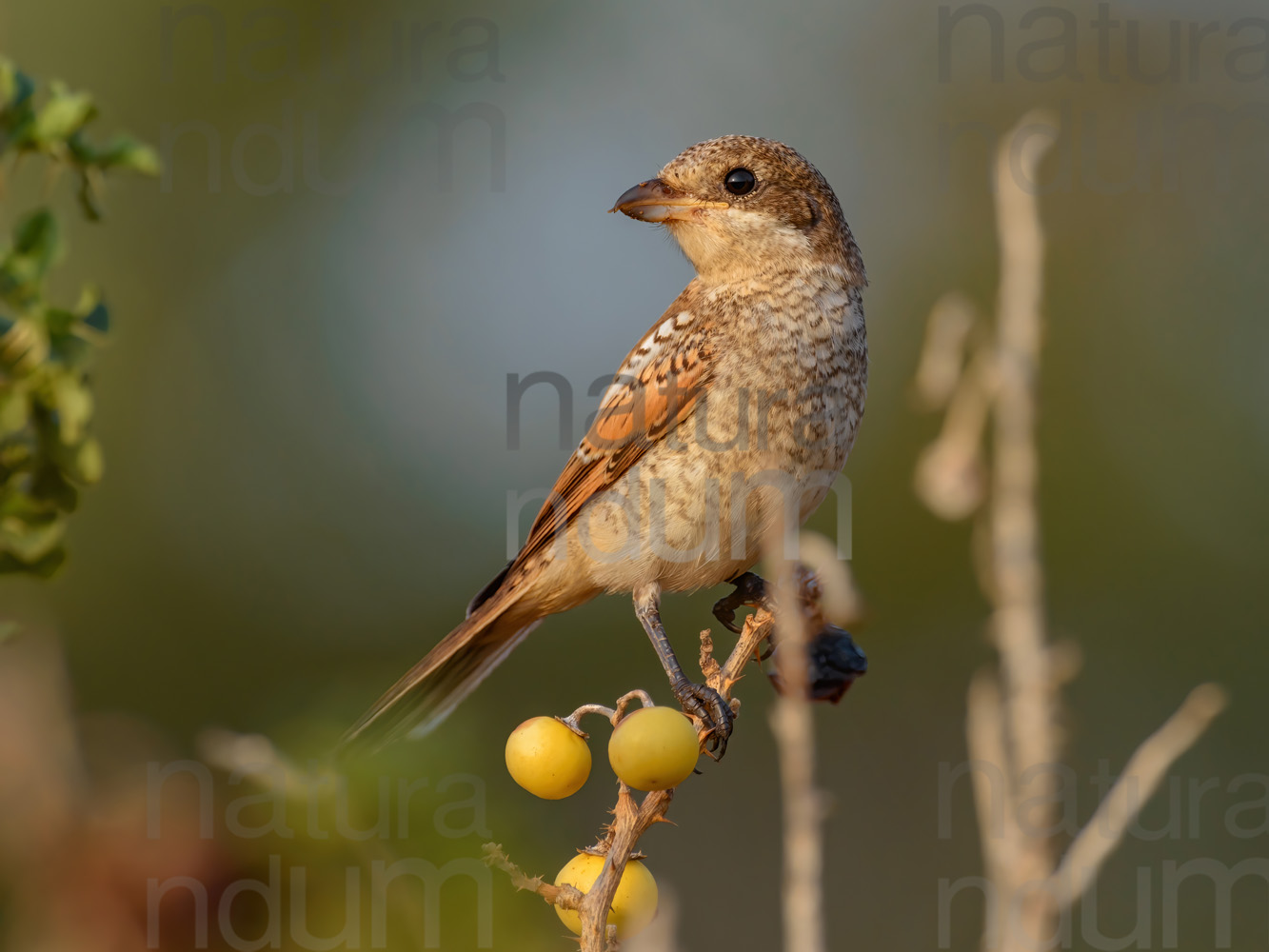 Foto di Averla piccola (Lanius collurio)