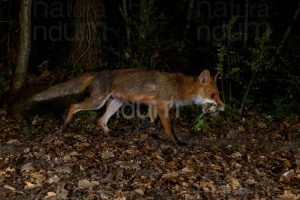 Photo of Red fox with prey