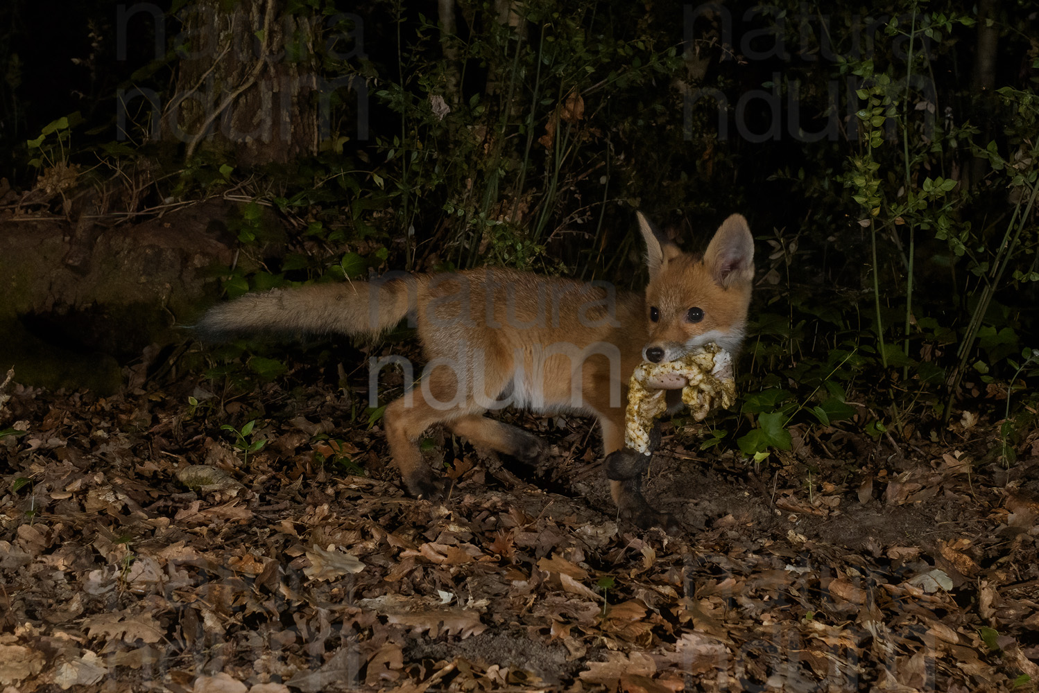 Photo of Red Fox cub with prey