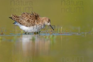 Photos of Ruff (Calidris pugnax)