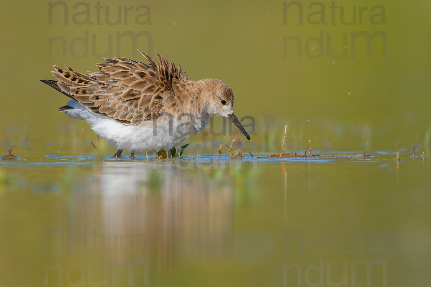 Foto di Combattente (Calidris pugnax)