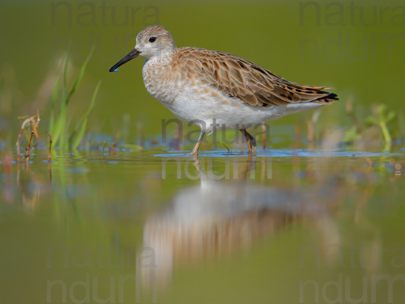 Foto di Combattente (Calidris pugnax)