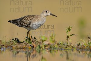 Foto di Combattente (Calidris pugnax)