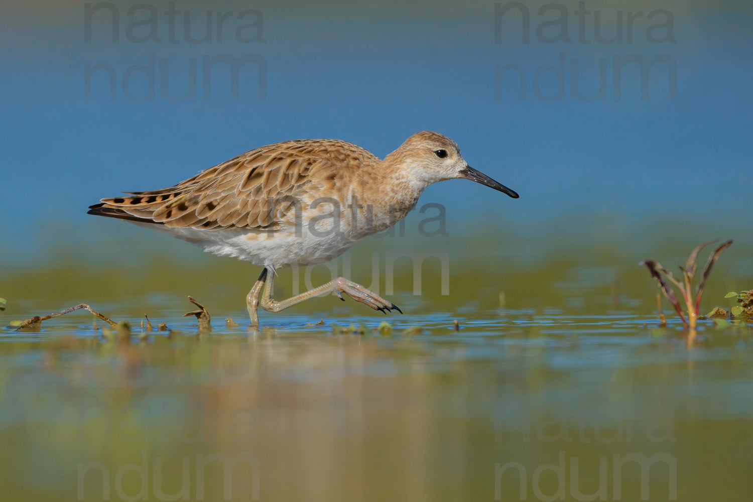 Foto di Combattente (Calidris pugnax)