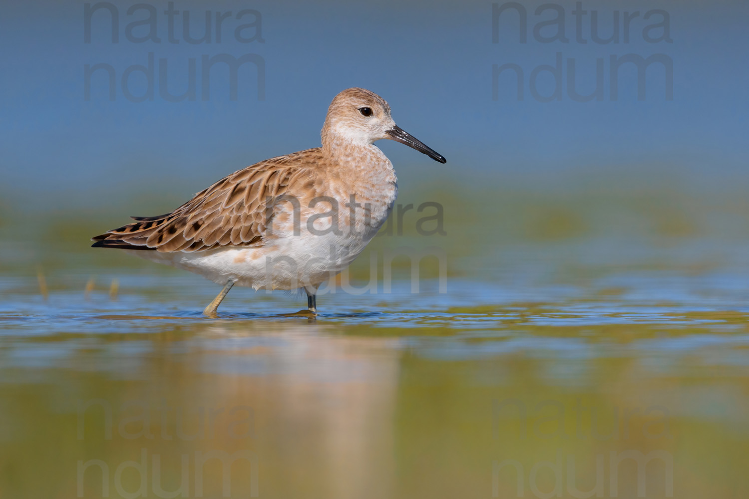 Foto di Combattente (Calidris pugnax)