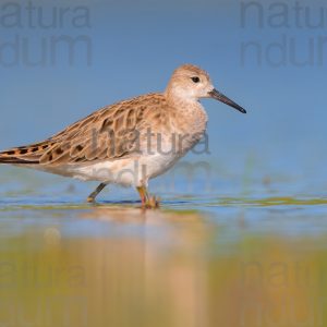 Foto di Combattente (Calidris pugnax)