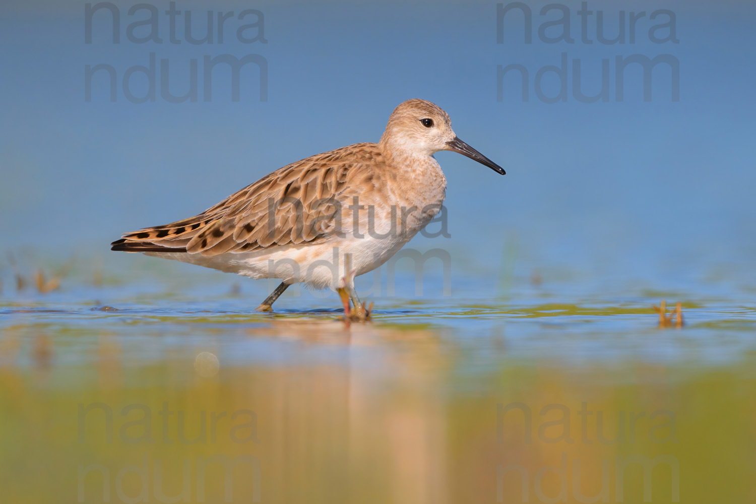 Foto di Combattente (Calidris pugnax)