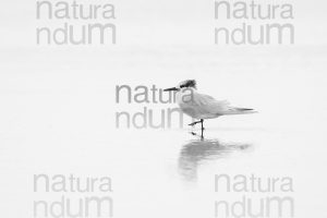 Photos of Sandwich Tern (Thalasseus sandvicensis)