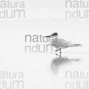 Photos of Sandwich Tern (Thalasseus sandvicensis)