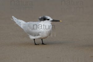 Foto di Beccapesci (Thalasseus sandvicensis)