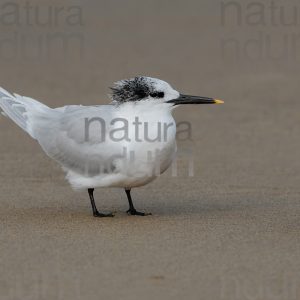 Foto di Beccapesci (Thalasseus sandvicensis)