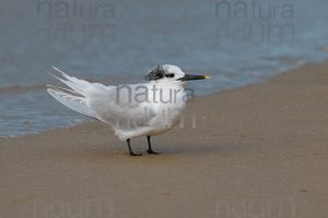 Photos of Sandwich Tern (Thalasseus sandvicensis)