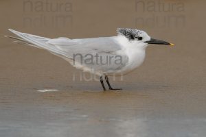 Photos of Sandwich Tern (Thalasseus sandvicensis)