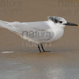 Photos of Sandwich Tern (Thalasseus sandvicensis)