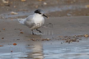 Photos of Sandwich Tern (Thalasseus sandvicensis)