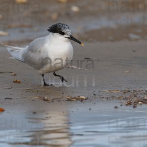 Foto di Beccapesci (Thalasseus sandvicensis)