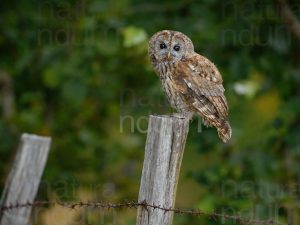 Foto di Allocco (Strix aluco)