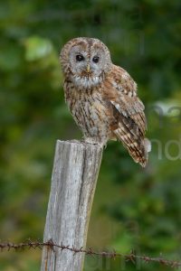 Foto di Allocco (Strix aluco)