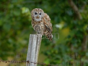 Foto di Allocco (Strix aluco)