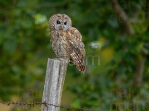 Photos of Tawny Owl (Strix aluco)