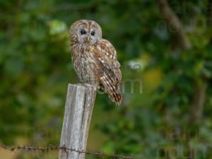 Foto di Allocco (Strix aluco)