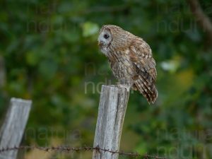 Foto di Allocco (Strix aluco)