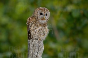 Foto di Allocco (Strix aluco)