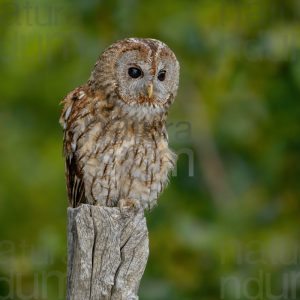 Photos of Tawny Owl (Strix aluco)