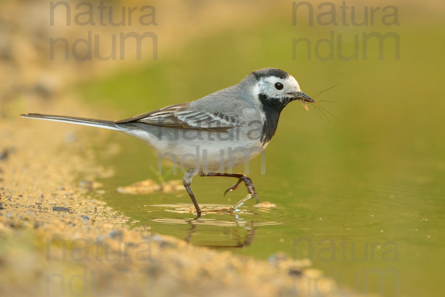 Foto di Ballerina bianca (Motacilla alba)