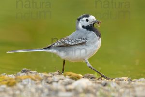 Foto di Ballerina bianca (Motacilla alba)