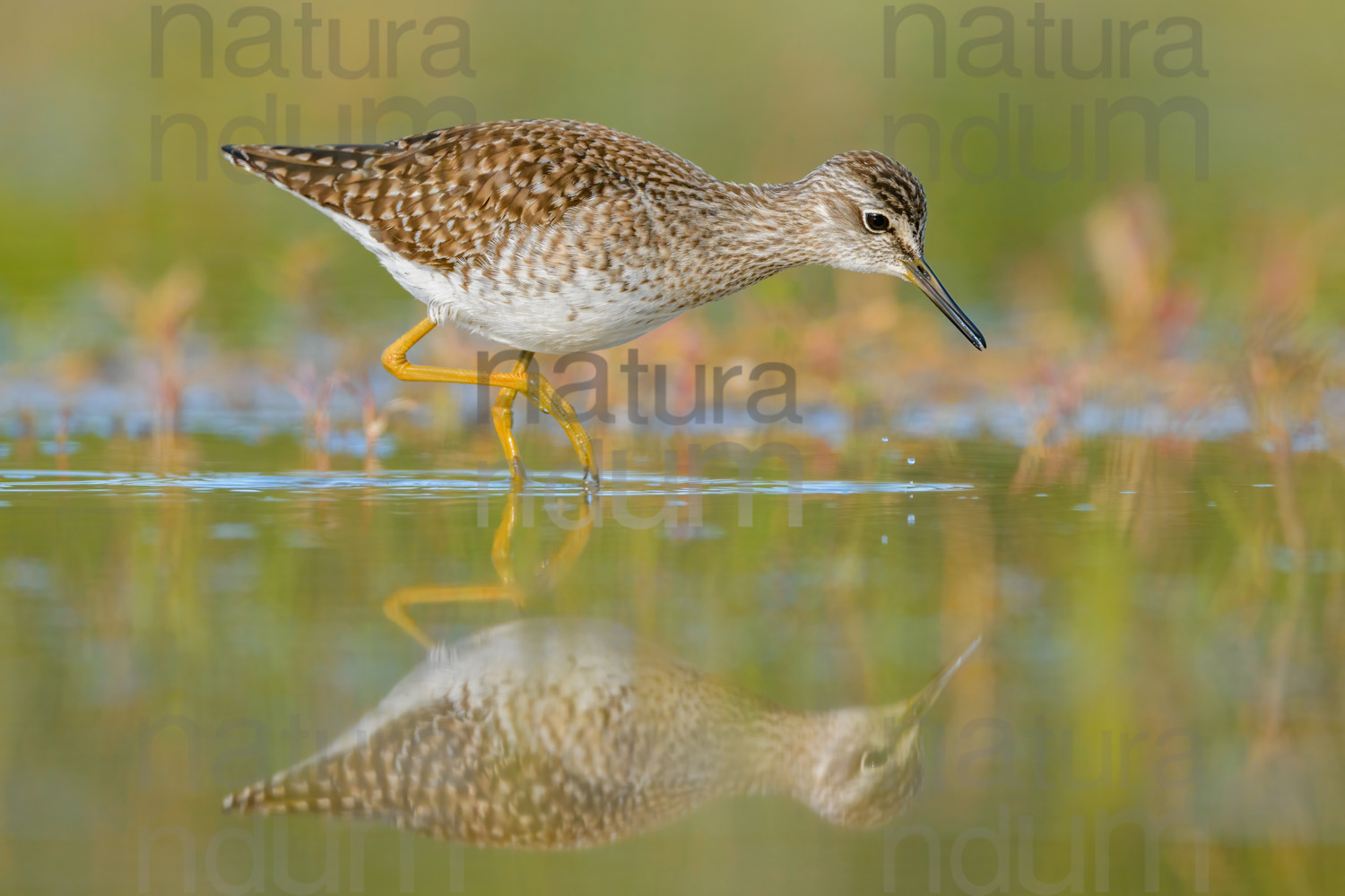 Photos of Wood Sandpiper (Tringa glareola)