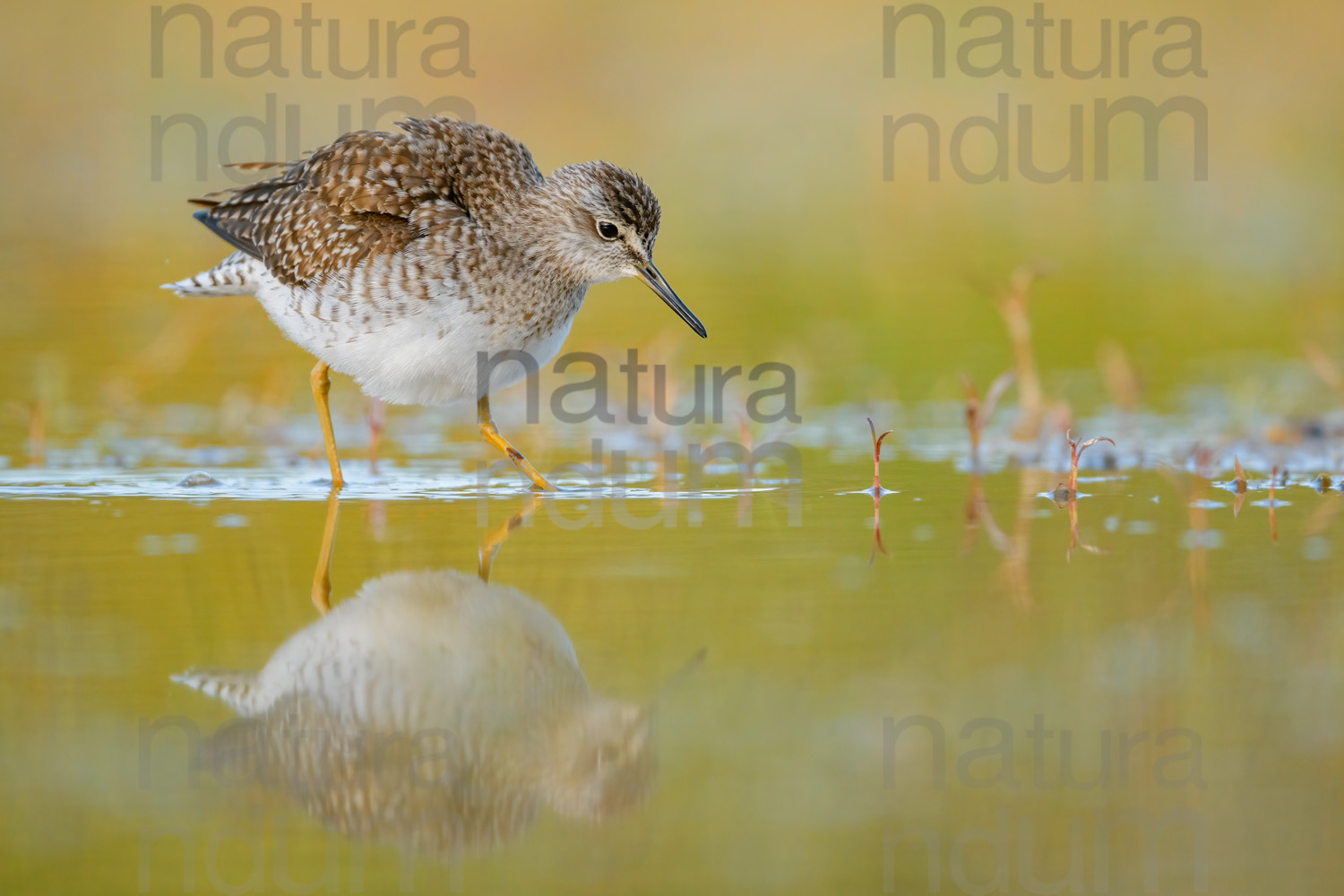 Photos of Wood Sandpiper (Tringa glareola)