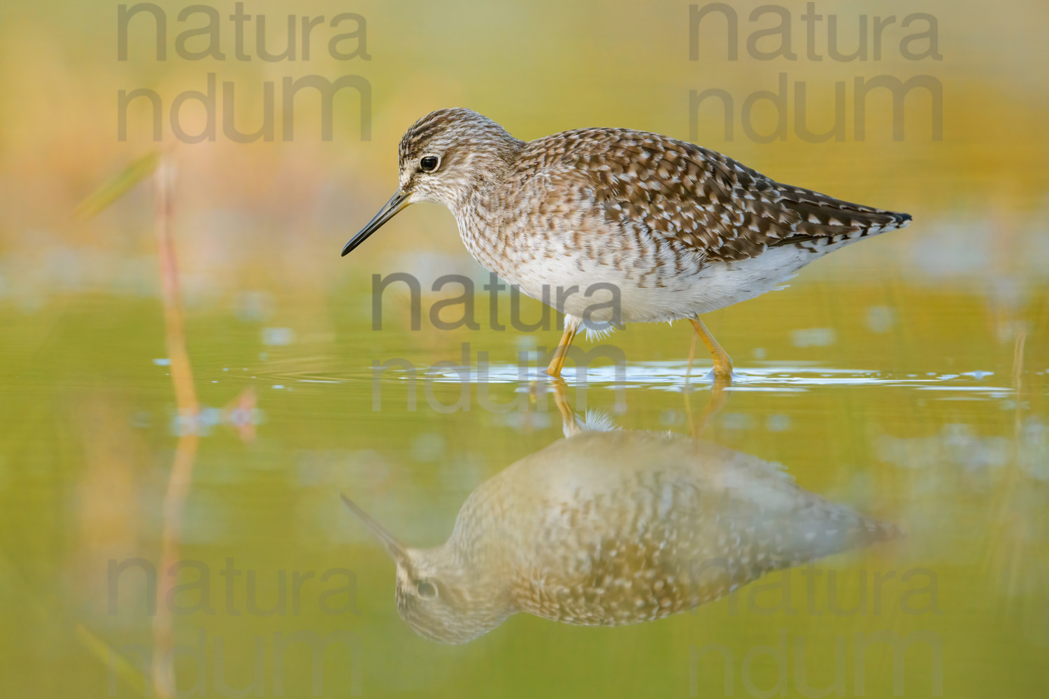 Foto di Piro piro boschereccio (Tringa glareola)