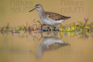 Foto di Piro piro boschereccio (Tringa glareola)