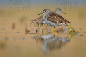 Photos of Wood Sandpiper (Tringa glareola)