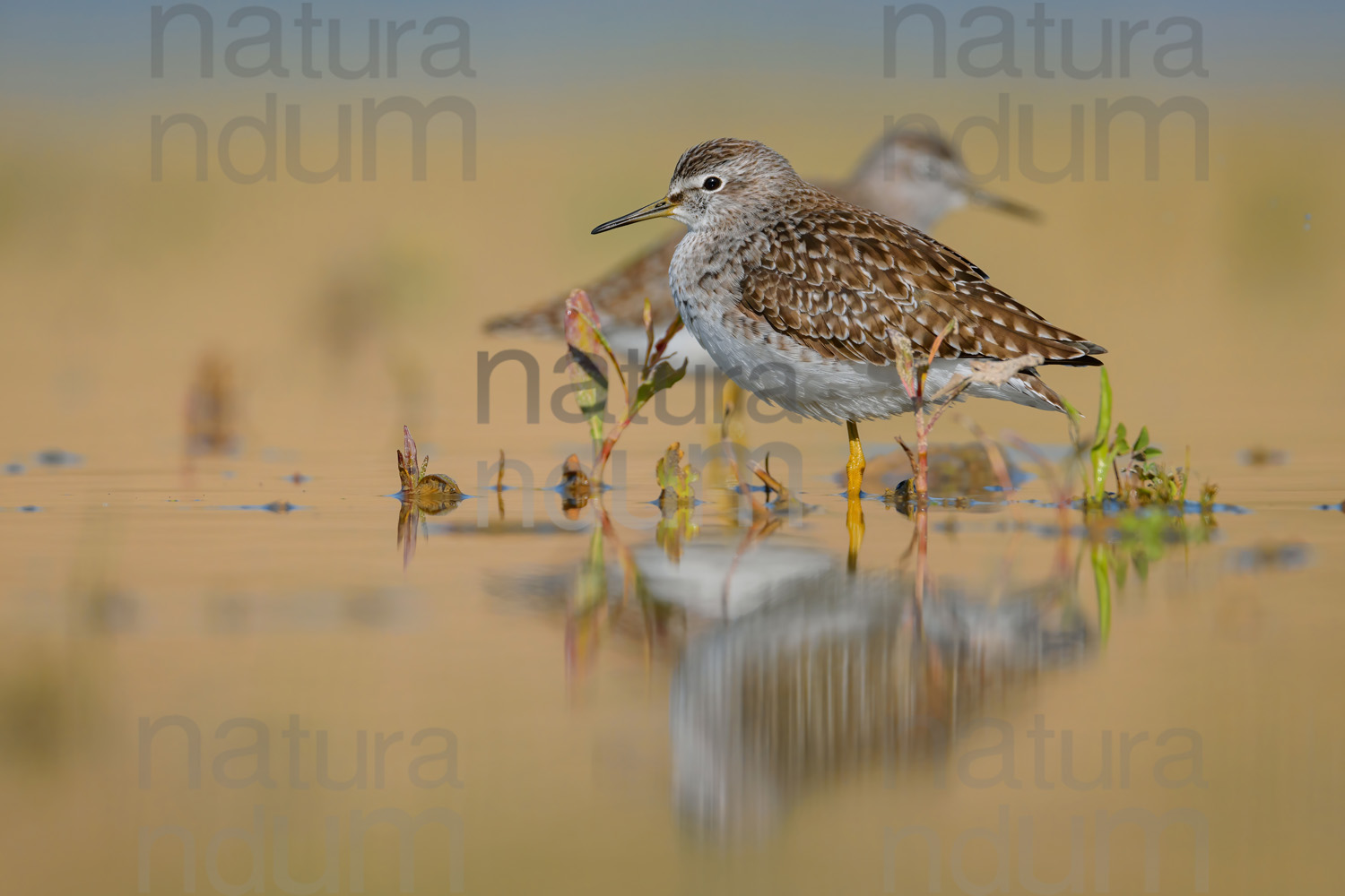 Photos of Wood Sandpiper (Tringa glareola)