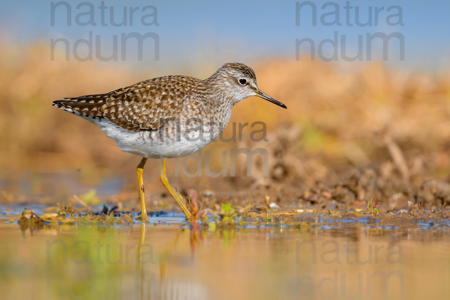 Photos of Wood Sandpiper (Tringa glareola)