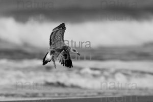 Photos of Yellow-legged Gull (Larus michahellis)