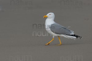 Foto di Gabbiano reale (Larus michahellis)