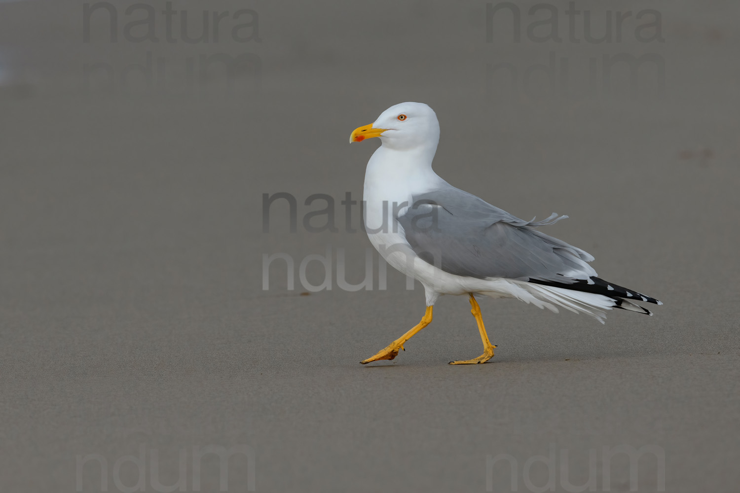 Photos of Yellow-legged Gull (Larus michahellis)