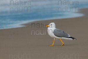 Foto di Gabbiano reale (Larus michahellis)