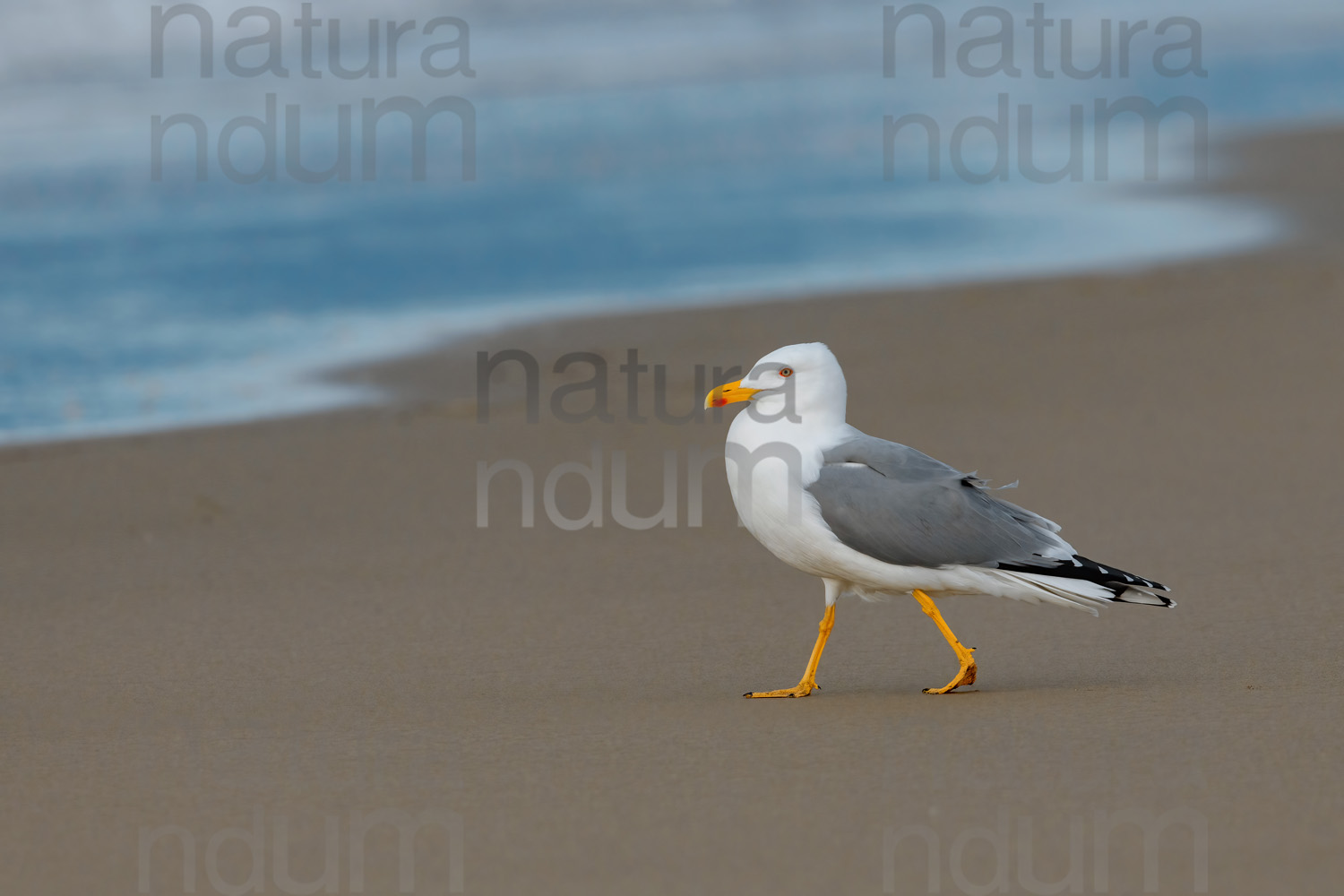 Photos of Yellow-legged Gull (Larus michahellis)