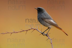 Foto di Codirosso spazzacamino (Phoenicurus ochruros)