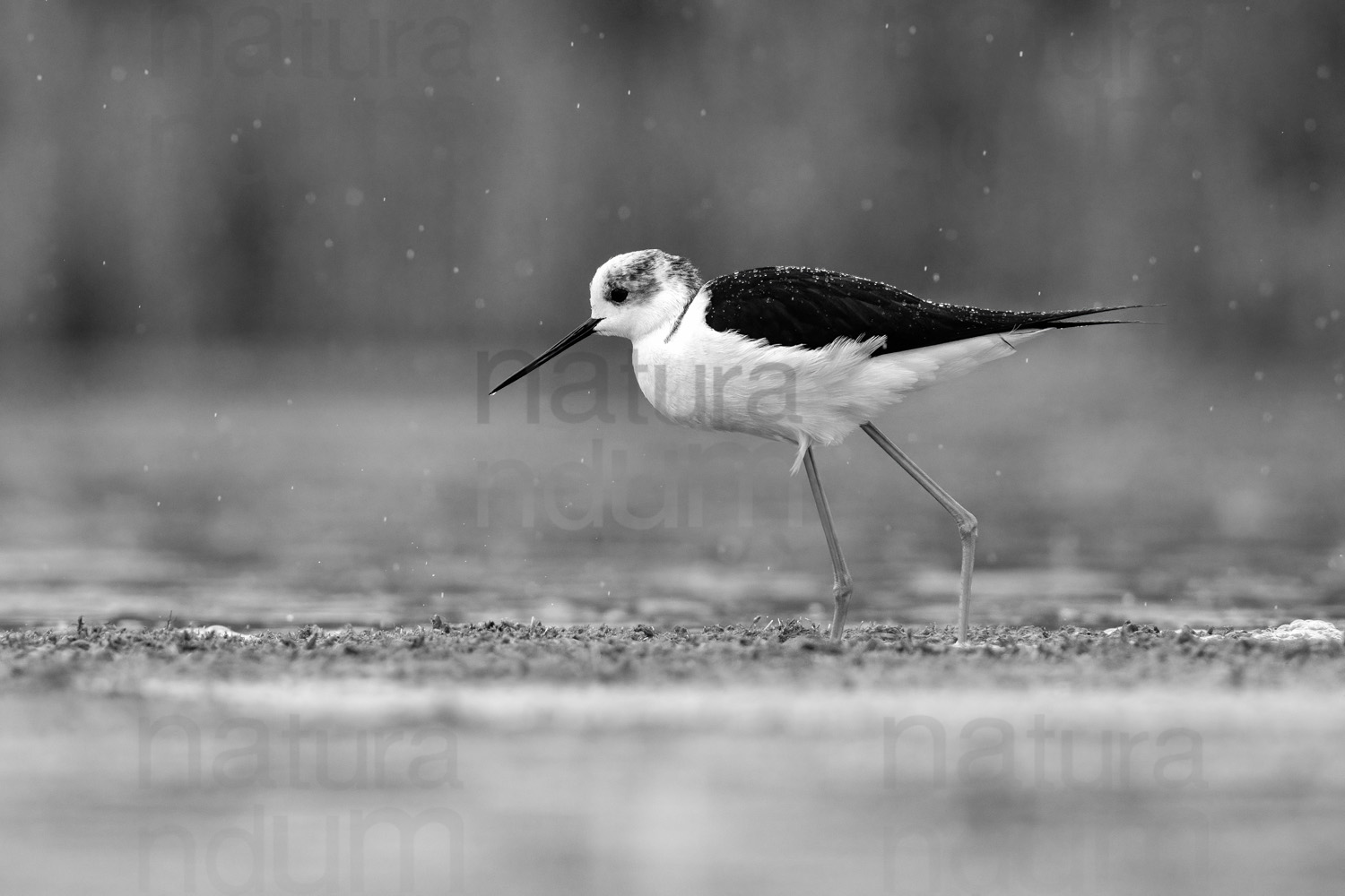 Black-winged Stilt images (Himantopus himantopus)