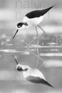 Black-winged Stilt images (Himantopus himantopus)