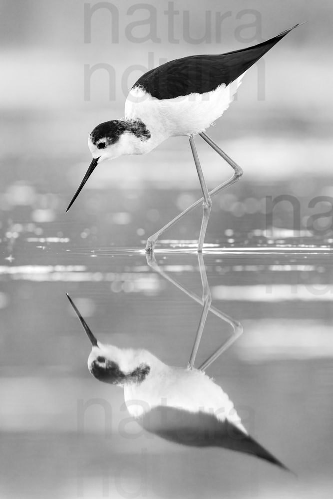 Black-winged Stilt images (Himantopus himantopus)