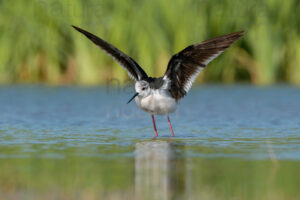 Foto di Cavaliere d'Italia (Himantopus himantopus)