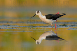 Black-winged Stilt images (Himantopus himantopus)